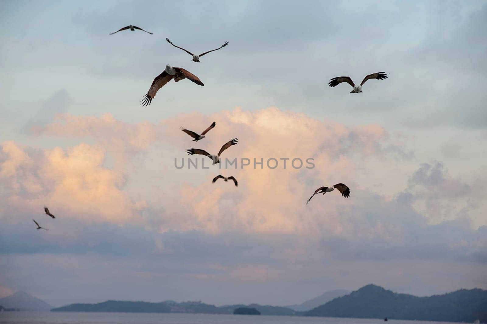 Brahminy Kite (Haliastur indus) by Giamplume