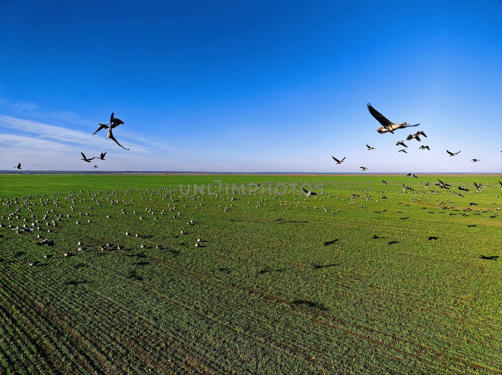 Flock of geese in flying over farm fields. Flight with wild birds. Beautiful birds during the migration. Wildlife birdwatching.