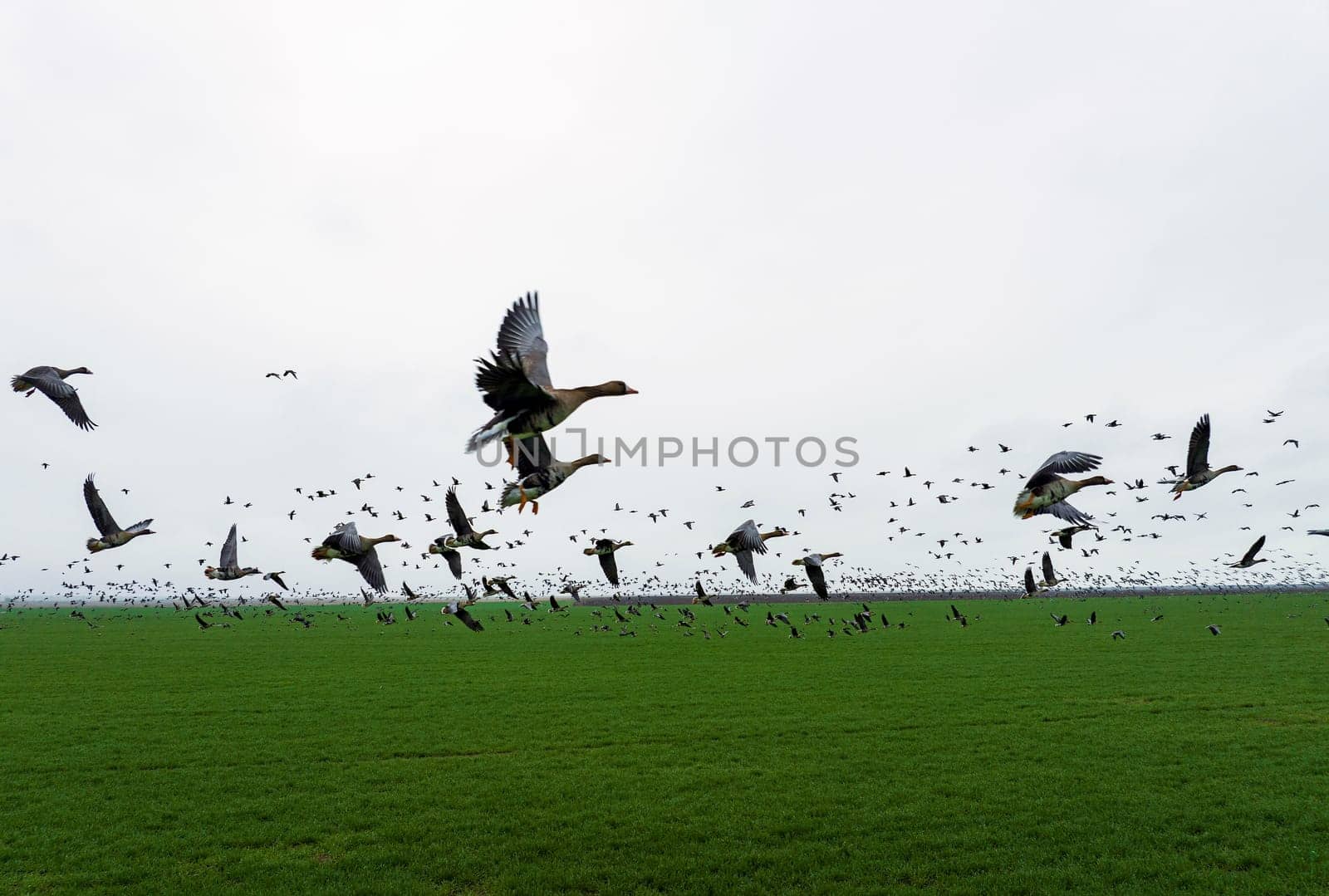 Flock of geese in flying over farm fields. Flight with wild birds. Beautiful birds during the migration. Wildlife birdwatching.