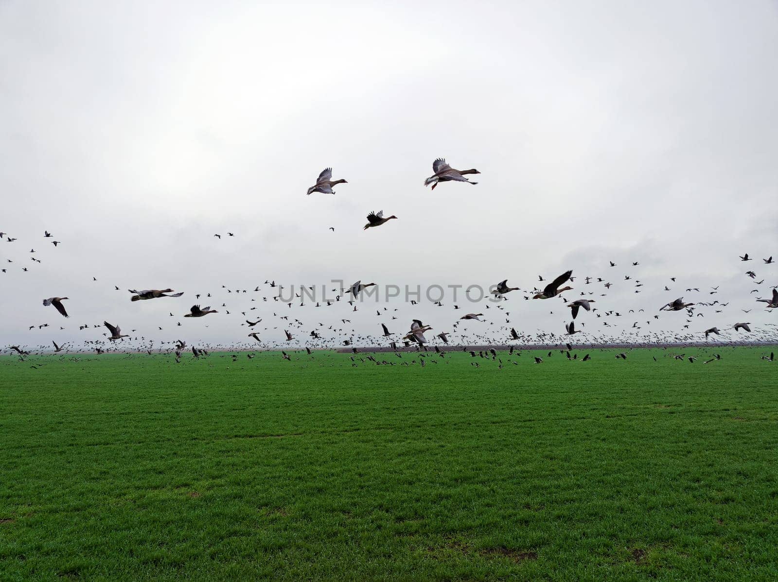 Flock of geese in flying over farm fields. Flight with wild birds. Beautiful birds during the migration. Wildlife birdwatching.