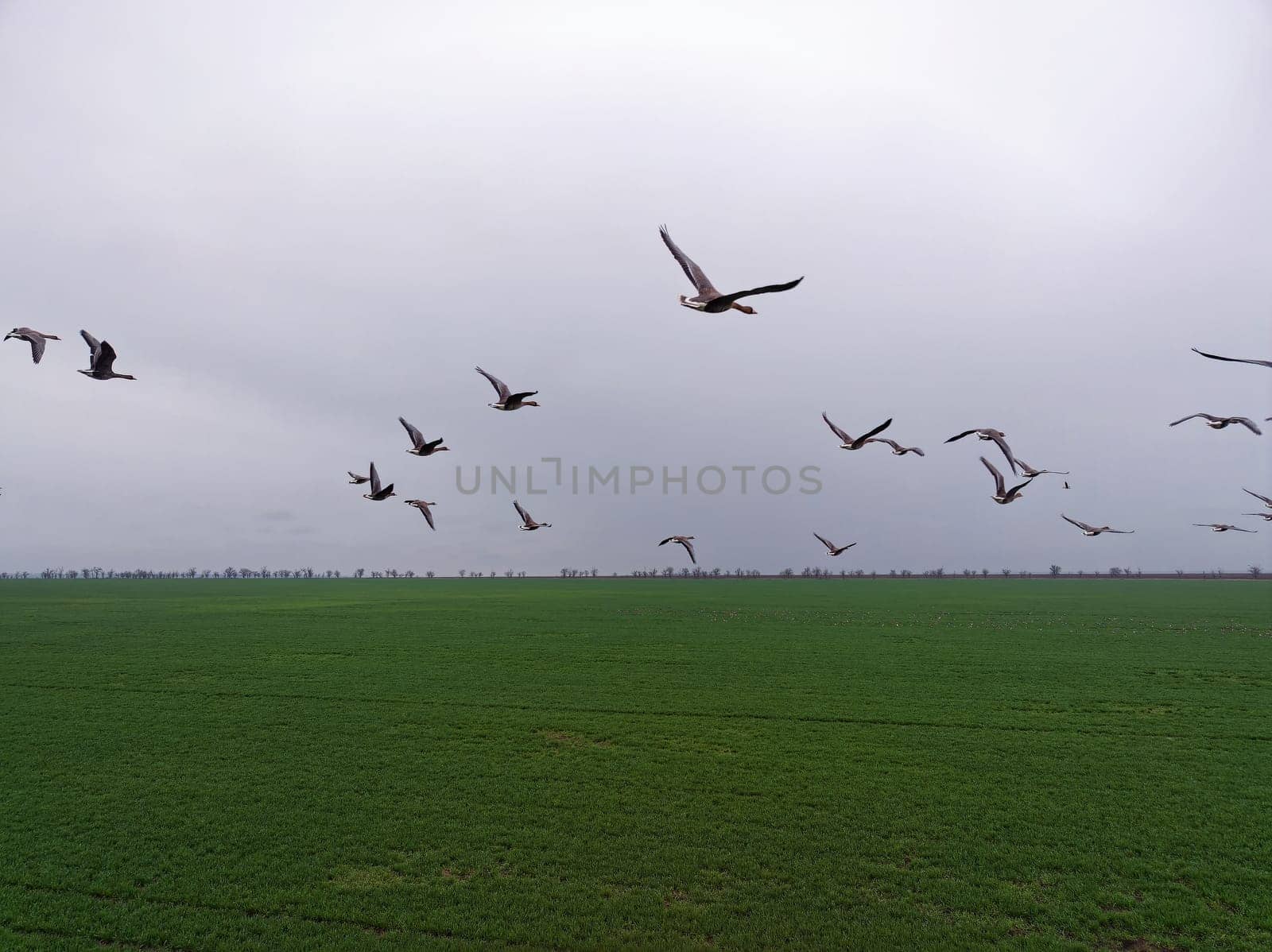 Flock of geese in flying over farm fields. Flight with wild birds. Beautiful birds during the migration. Wildlife birdwatching.