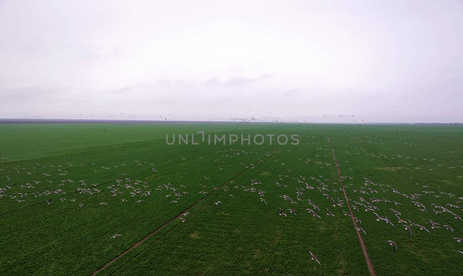 Flock of geese in flying over farm fields. Flight with wild birds. Beautiful birds during the migration. Wildlife birdwatching.