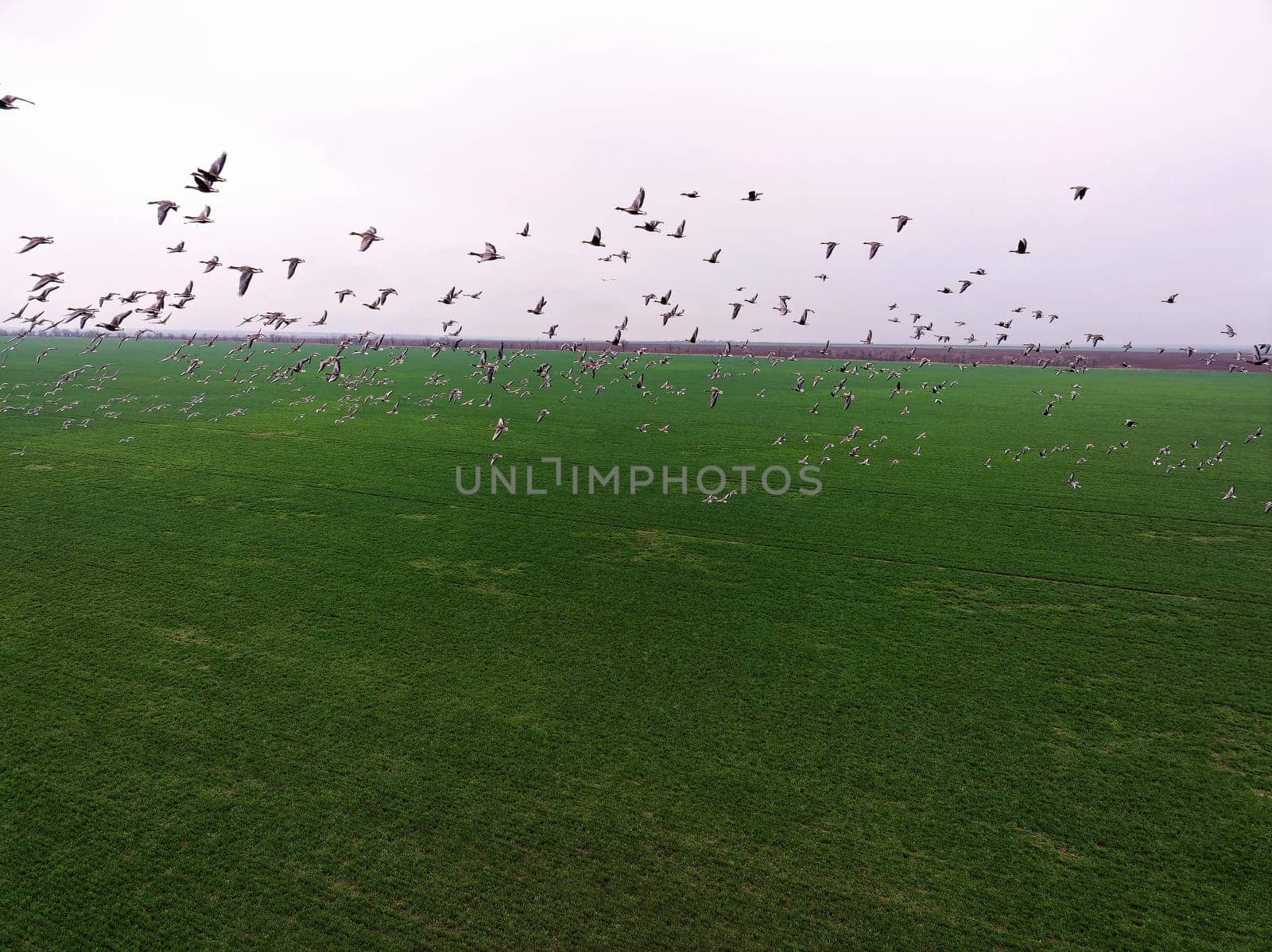 Flock of geese in flying over farm fields. Flight with wild birds. Beautiful birds during the migration. Wildlife birdwatching.