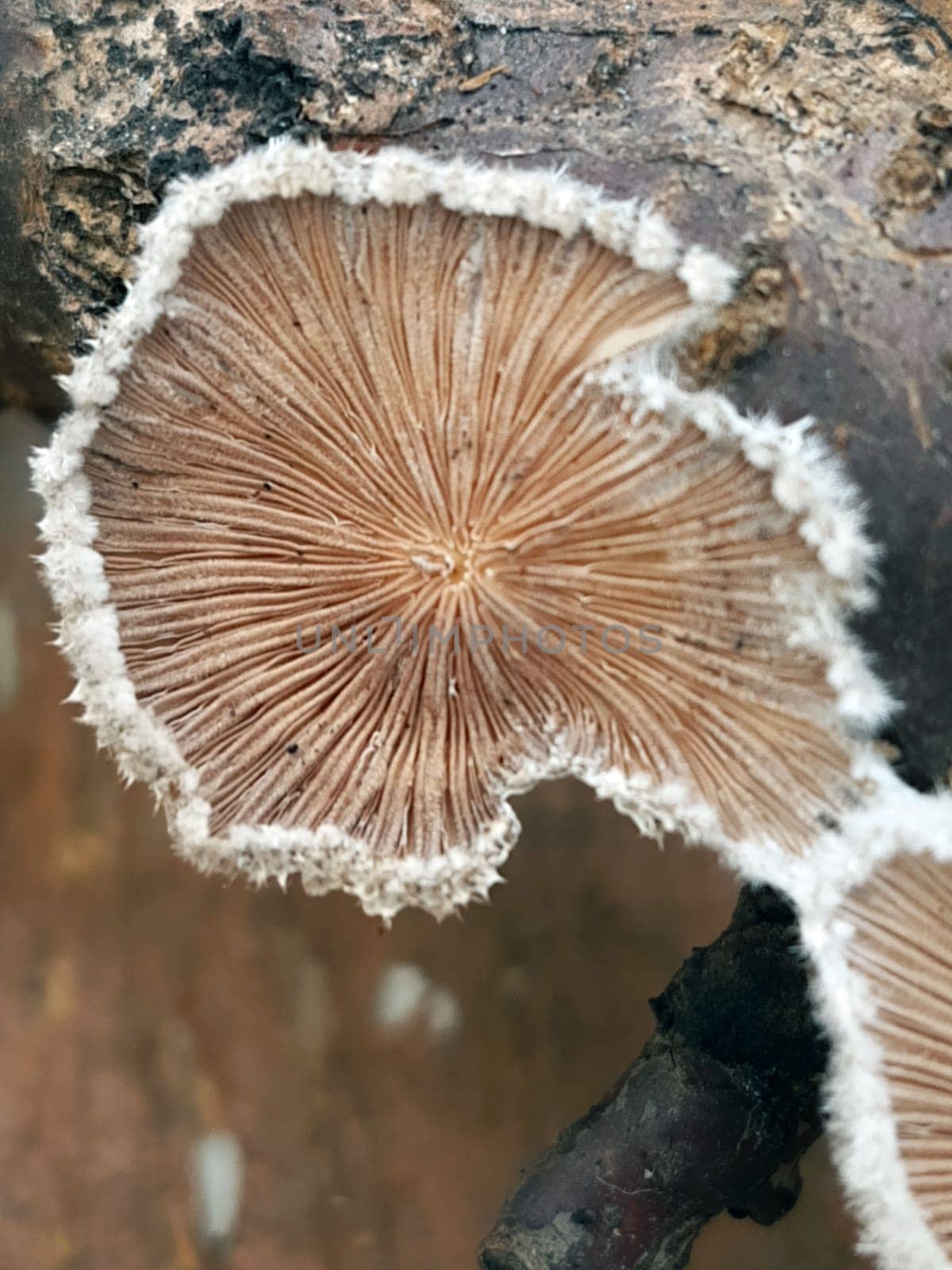 Tinder fungus on a tree trunk close-up. Tinder fungus.