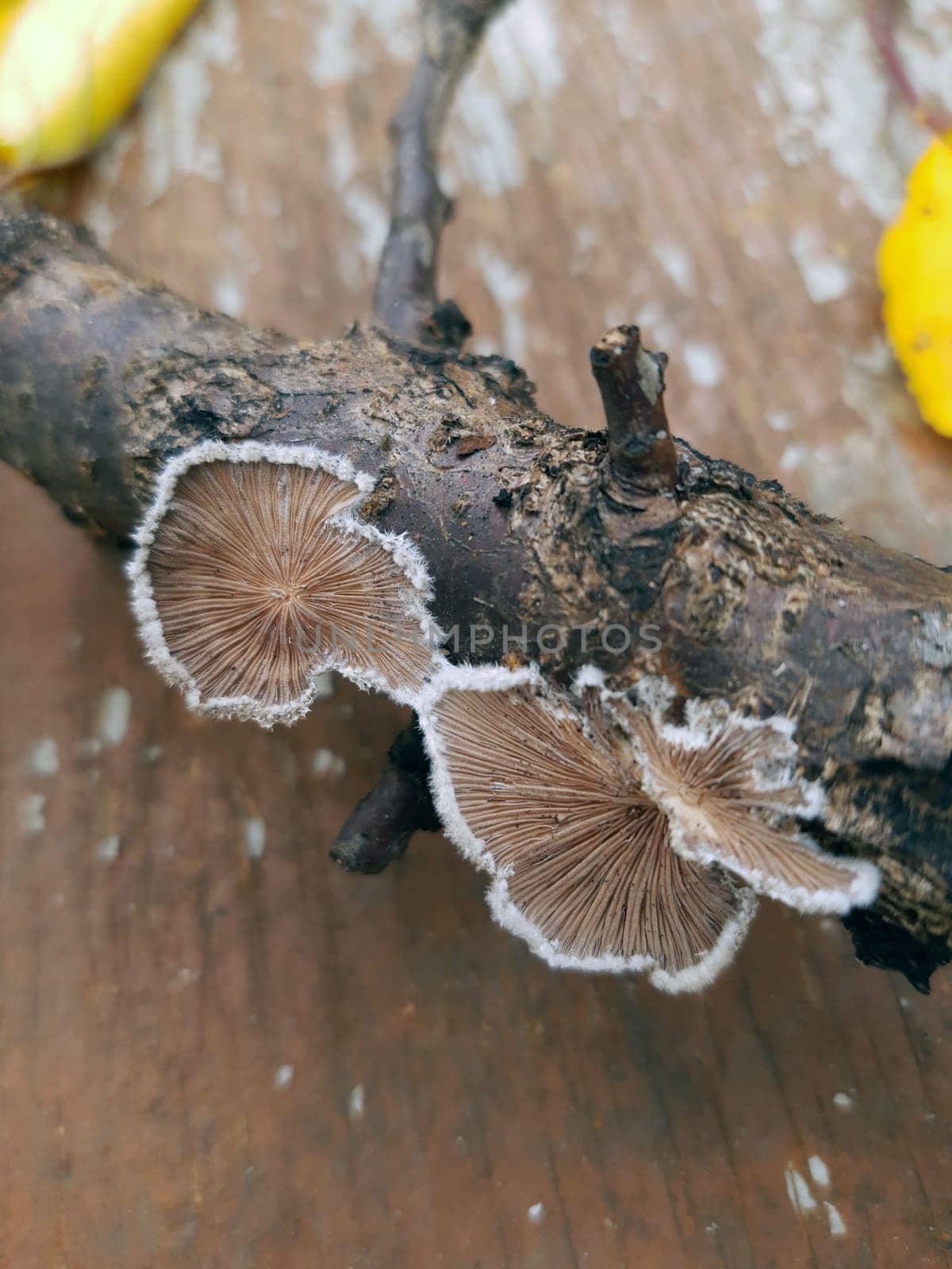 Mushroom tinder fungus on a tree trunk close-up by Endusik