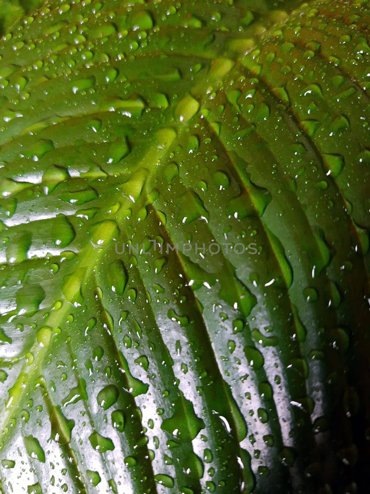 Drops on a spathiphyllum leaf in spring close-up by Endusik