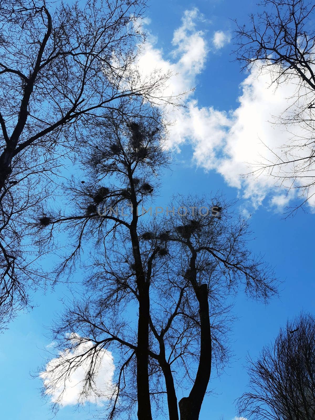 Crows nest on a tall tree in the park by Endusik