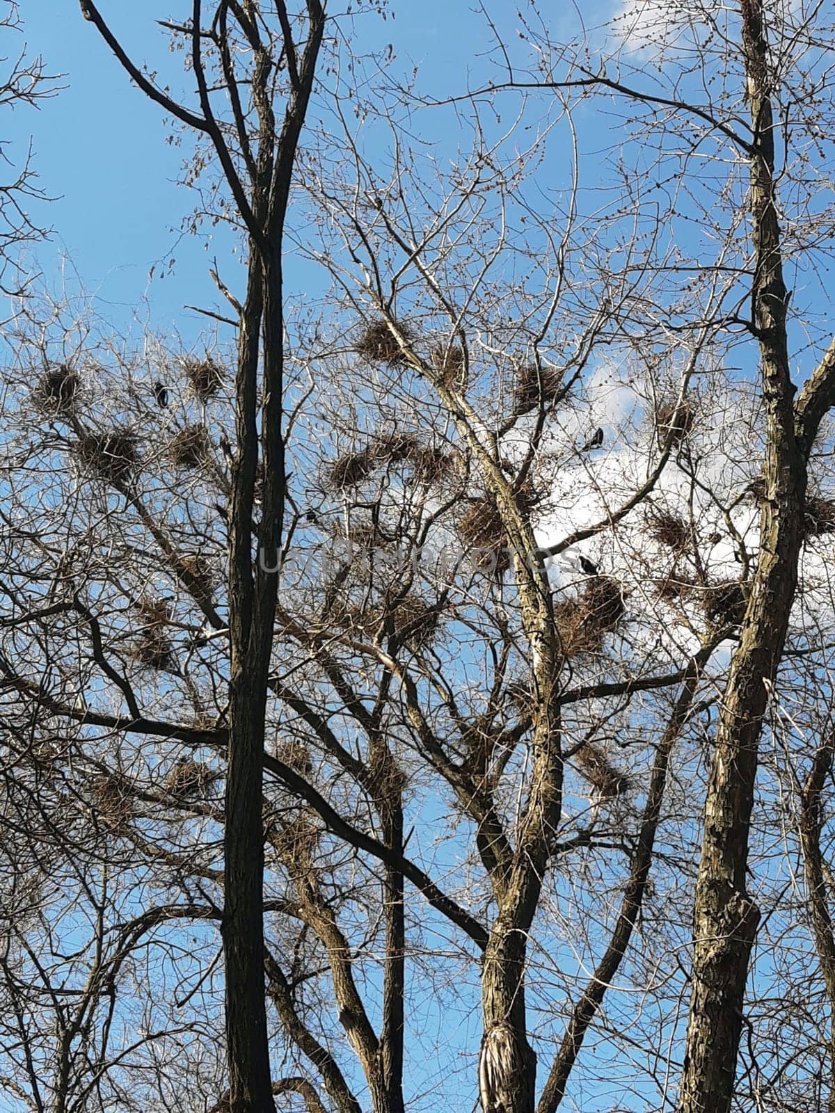 On a spring day, crows build their nests on a tall tree in the park. Crows nest on a tree.