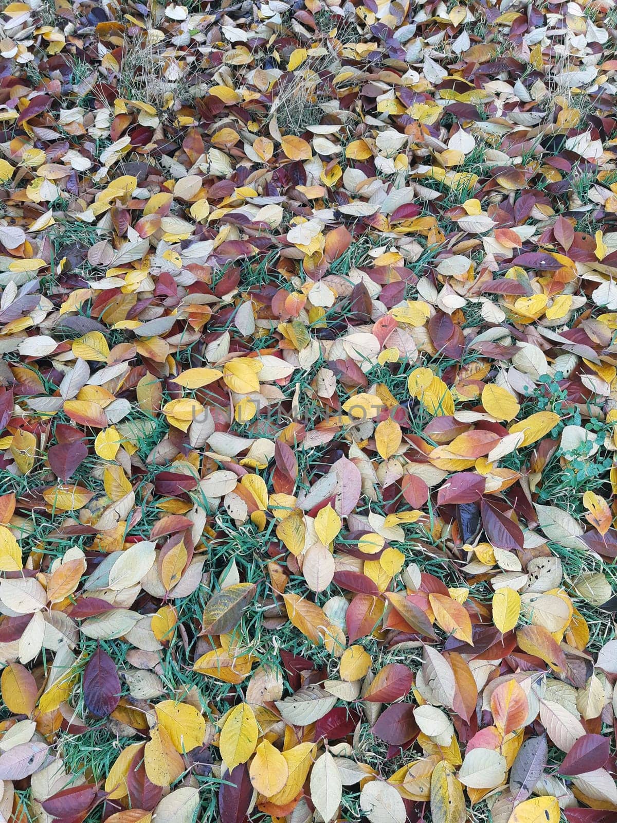 Autumn fallen colorful leaves on green grass in the park close-up.