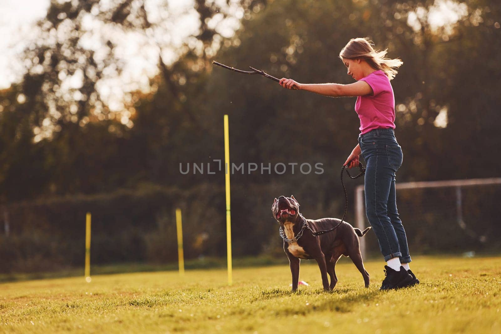Doing tricks. Woman in casual clothes is with pit bull outdoors.