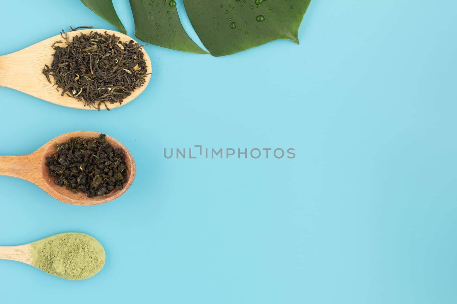 Two types of green tea and matcha tea in wooden spoons on a blue background. Copy space.