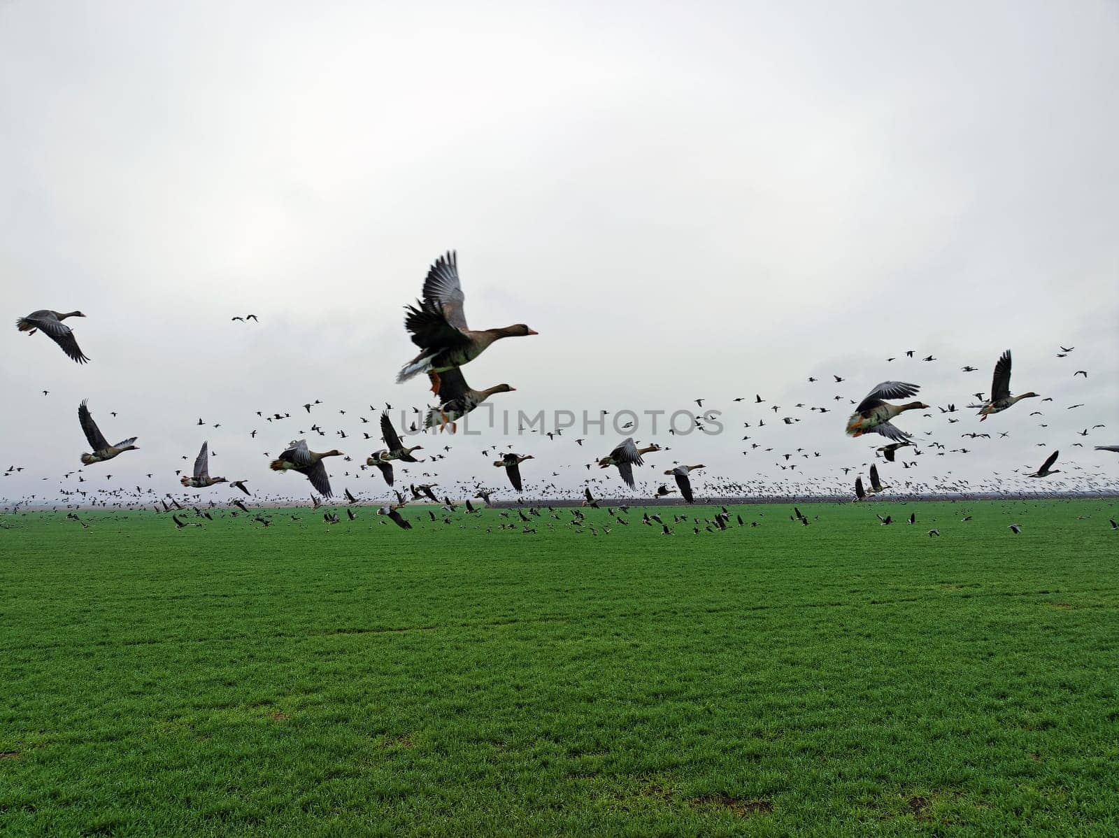 Flock of geese in flying over farm fields. Flight with wild birds. Beautiful birds during the migration. Wildlife birdwatching.