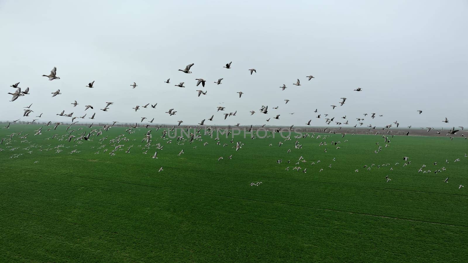 Flock of geese in flying over farm fields. Flight with wild birds. Beautiful birds during the migration. Wildlife birdwatching.