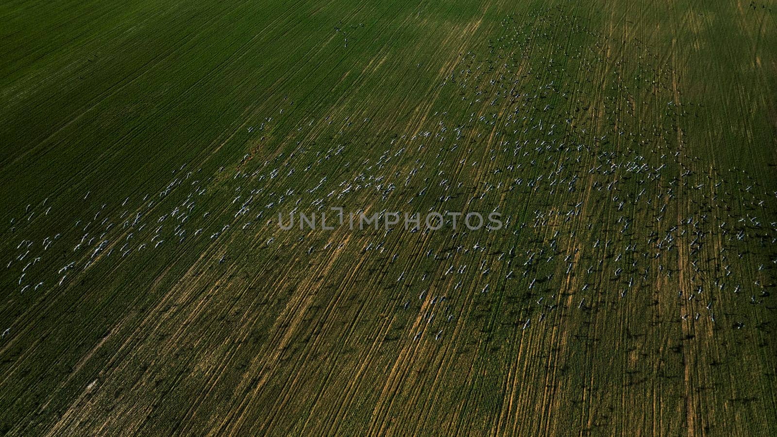 Flock of geese in flying over farm fields. Flight with wild birds. Beautiful birds during the migration. Wildlife birdwatching.