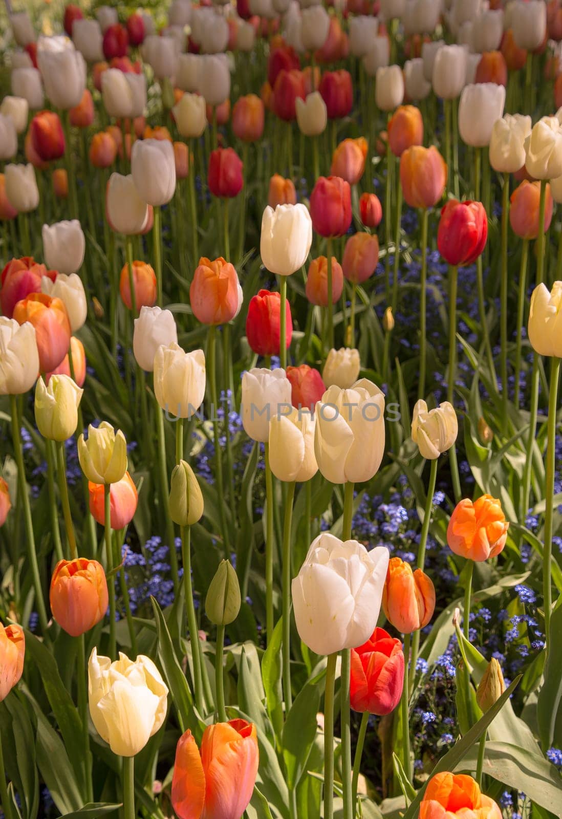 Spring Mix of Tulips in full bloom