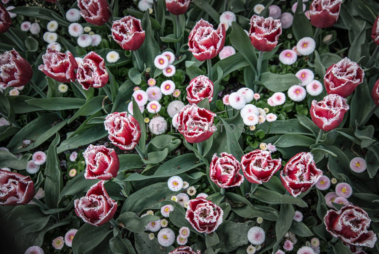 Lacy purple Tulips in full bloom by lisaldw