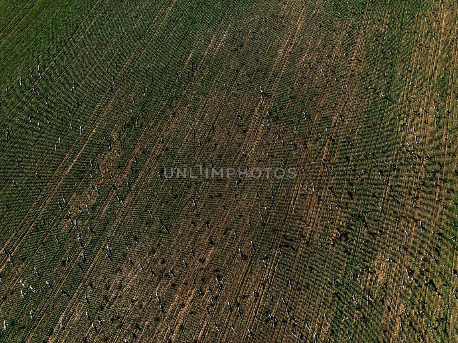 Flock of geese in flying over farm fields. Flight with wild birds. Beautiful birds during the migration. Wildlife birdwatching.