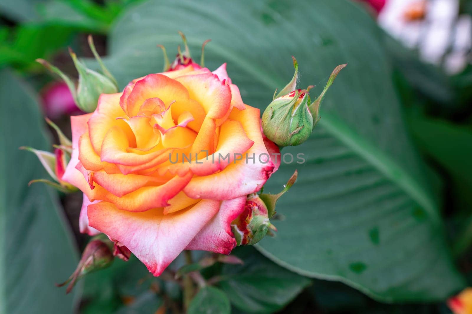 Beautiful Rose and Rosebuds in Rose Garden, Close Up, Selective Focus