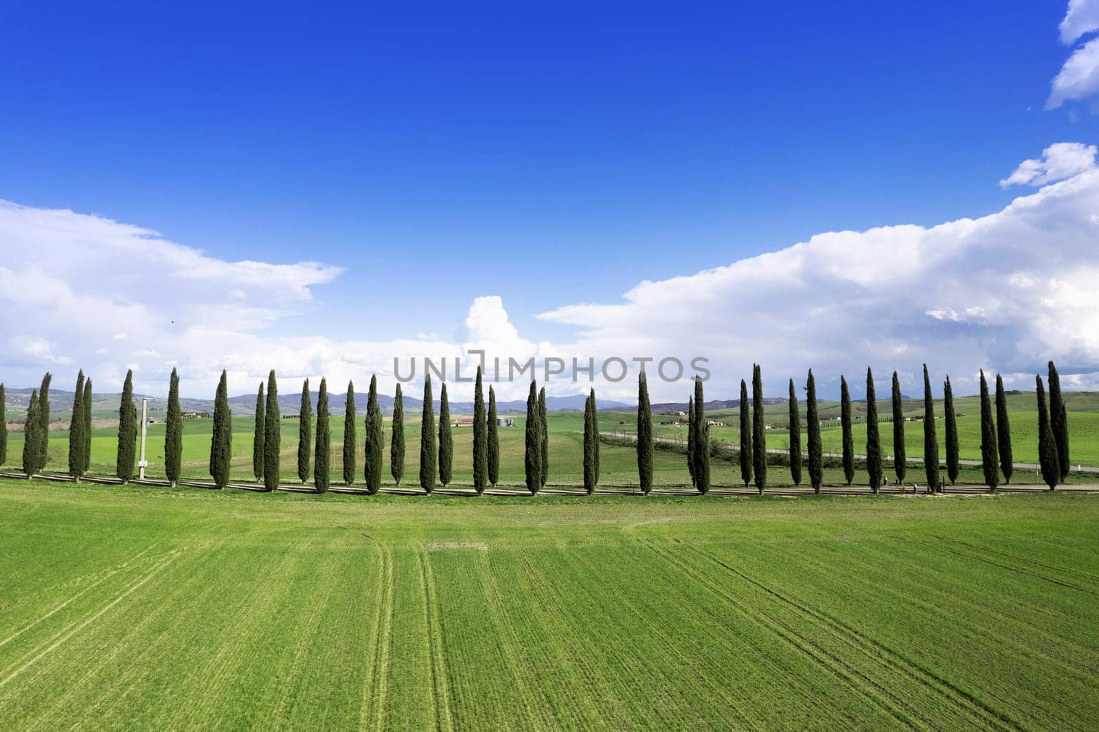 Photographic documentation of a row of cypresses in the province of Siena