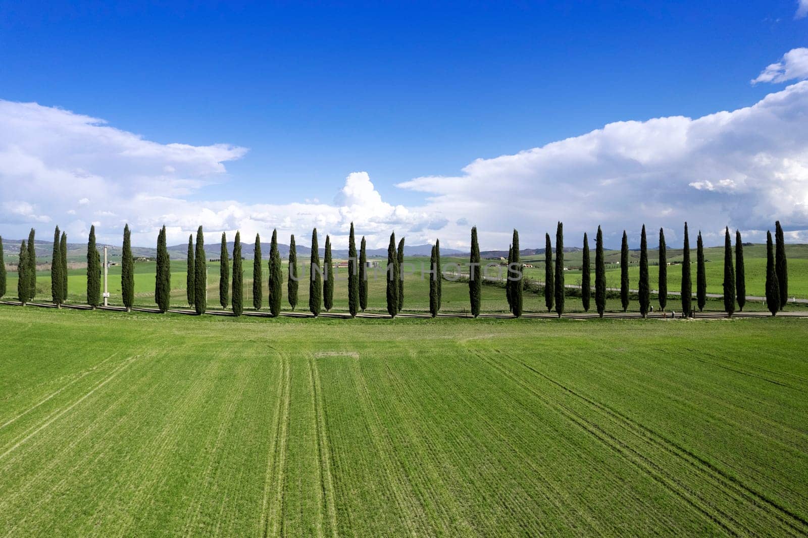 Photographic documentation of the cypresses of the province of Siena by fotografiche.eu