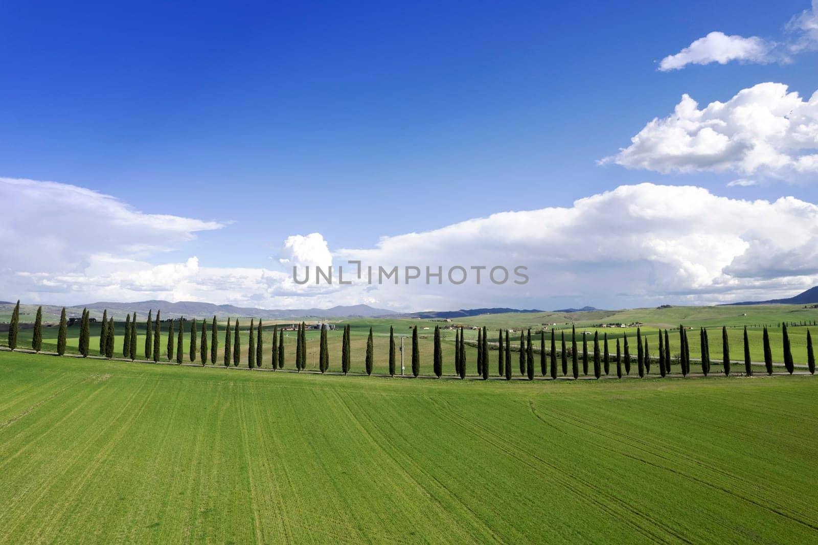 Photographic documentation of the cypresses of the province of Siena by fotografiche.eu