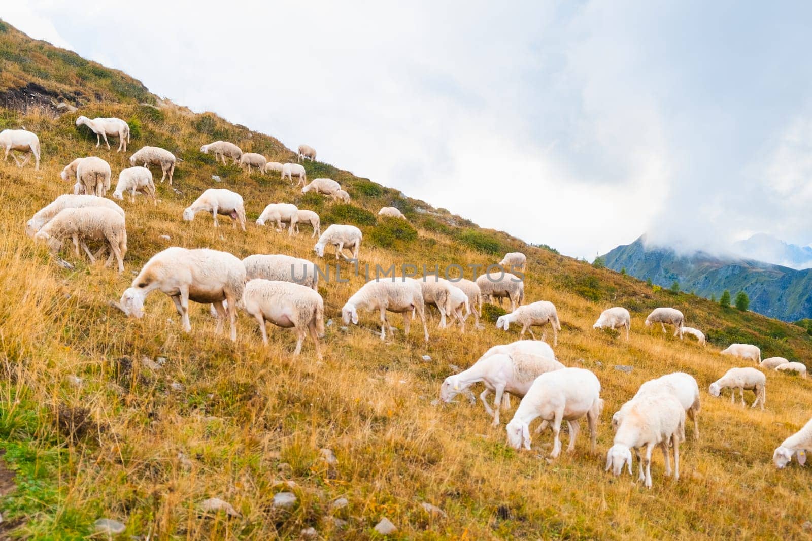 Large herd of sheep grazing in alpine meadows and unites with mountain nature. Fluffy animals feed on hillside meadow of Alpine mountains