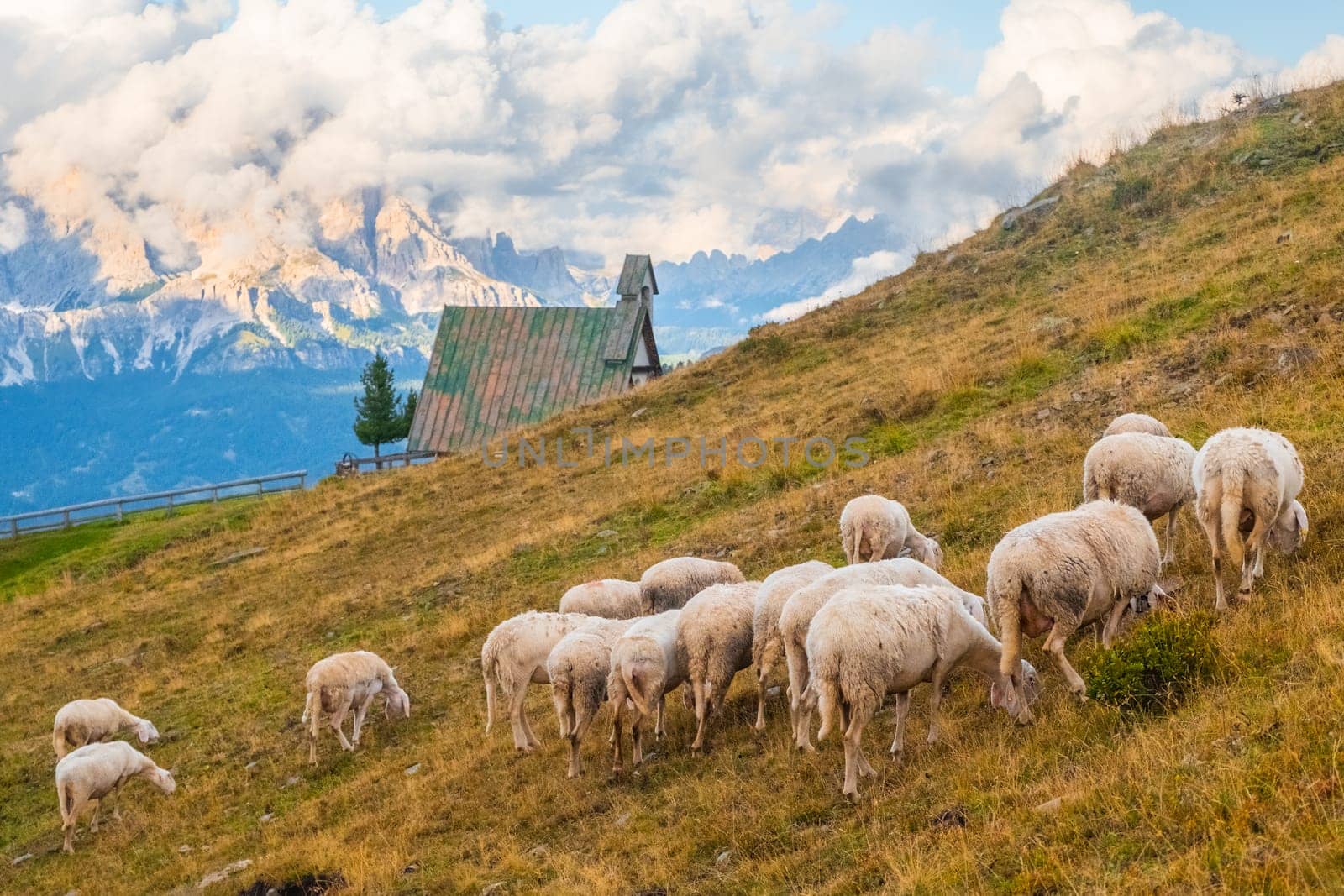Flock of fluffy sheep grazes on pasture in scenic Alpine mountains. Hungry domestic animals eat yellowed grass on slopes near small village