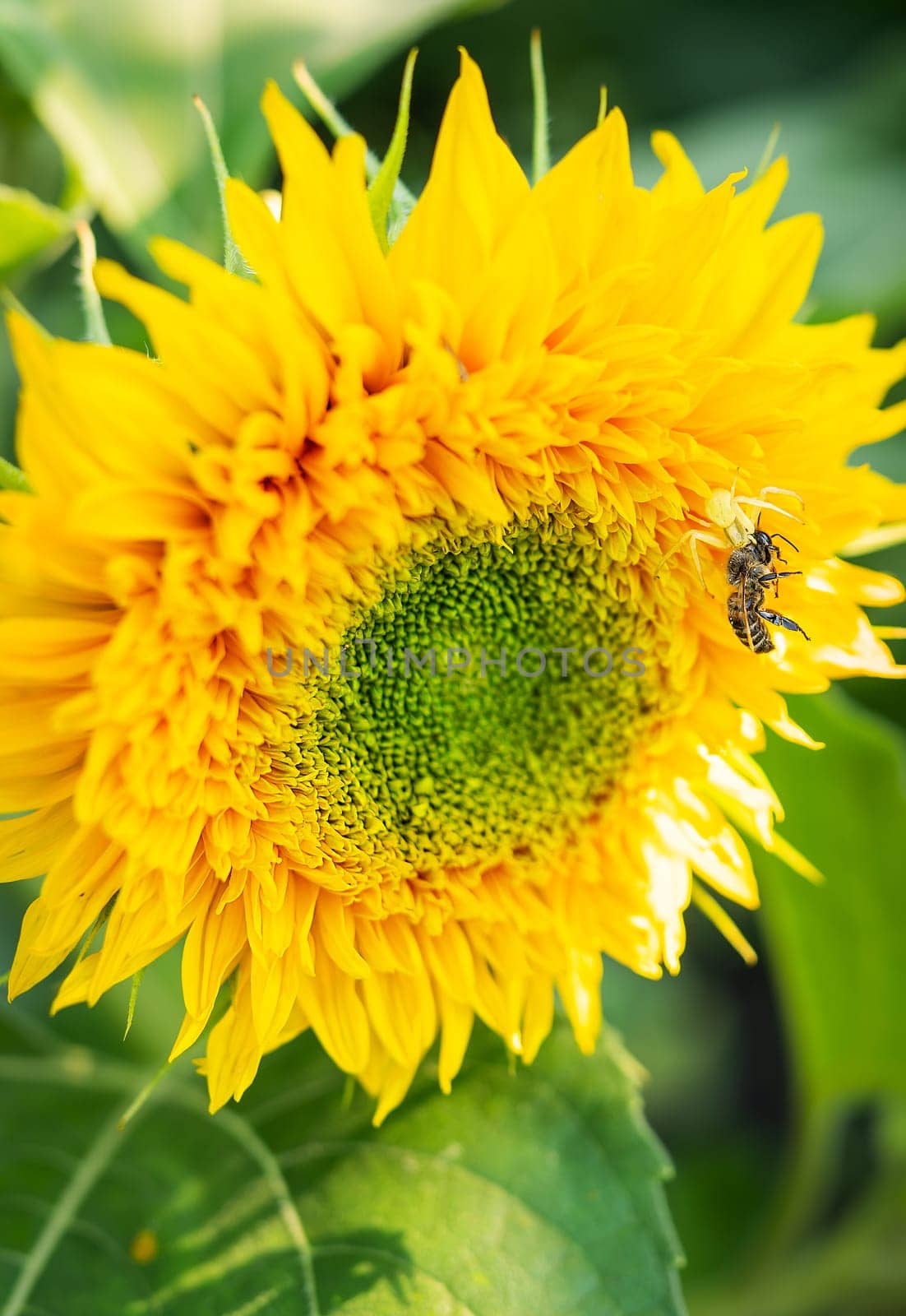 A yellow spider has caught its prey and is holding a wasp sitting on a sunflower in its tentacles. Macro shooting, close-up. Useful insects in agriculture. Sunflower plantation. by sfinks