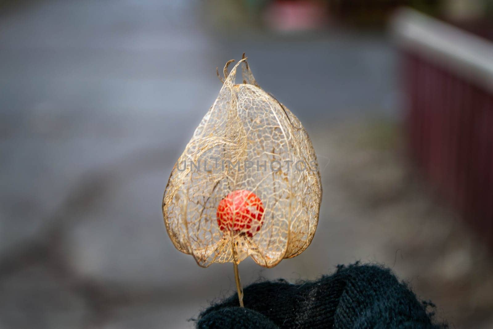 fall colors. dried Physalis physalis peruviana looks like a golden cage. High quality photo