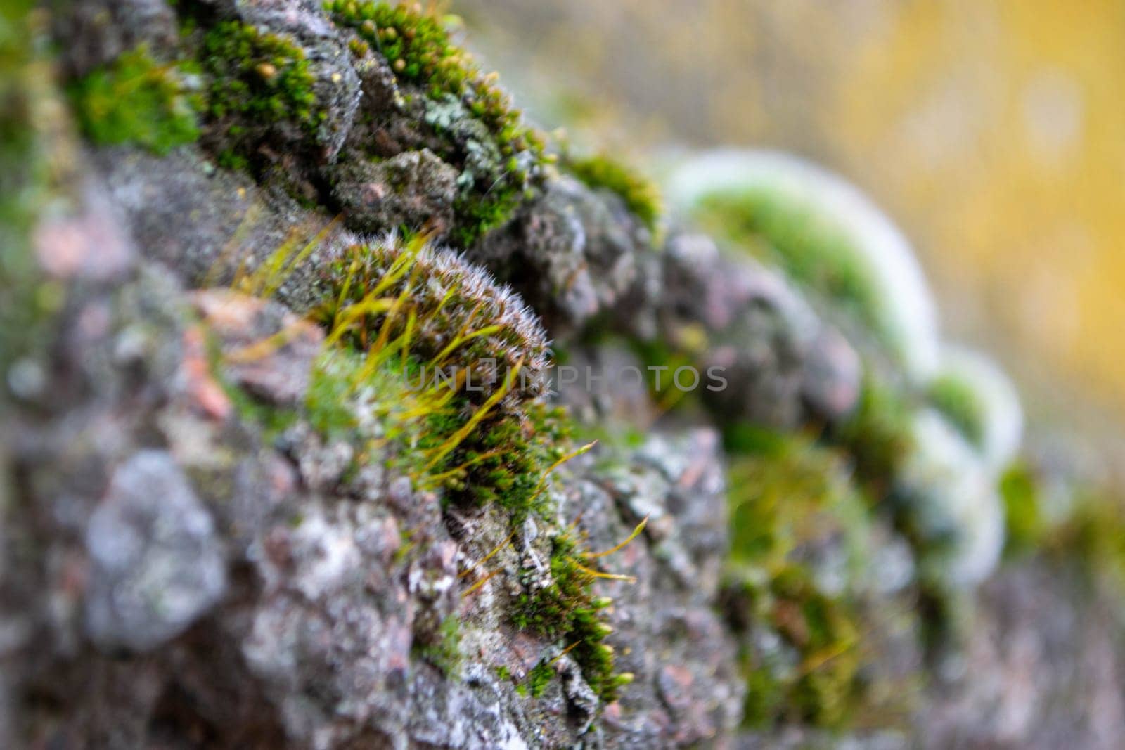 A tree trunk with moss on it and a sky background. High quality photo