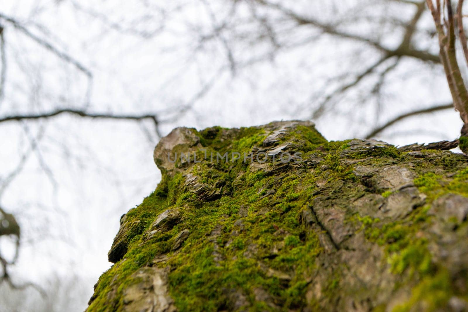 A tree trunk with moss on it and a sky background. High quality photo