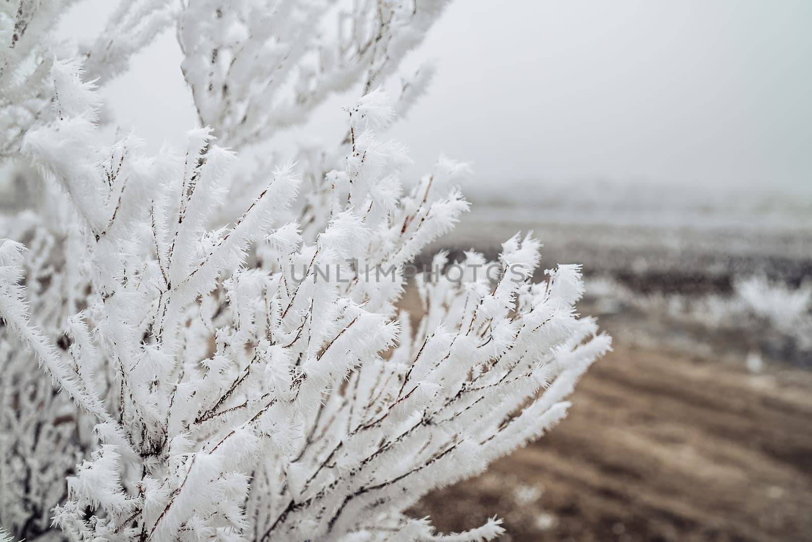 Winter wonderland - bush, tree under rime ice, hoarfrost, crystals. Branches covered by hoarfrost, first snow. Frosty morning High quality photo