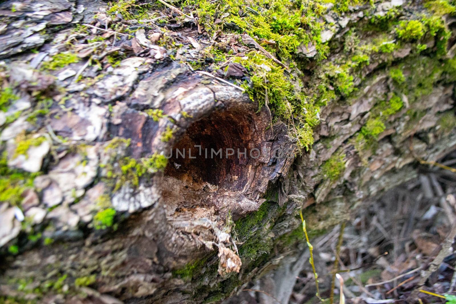 A tree trunk with moss on it and a sky background. High quality photo