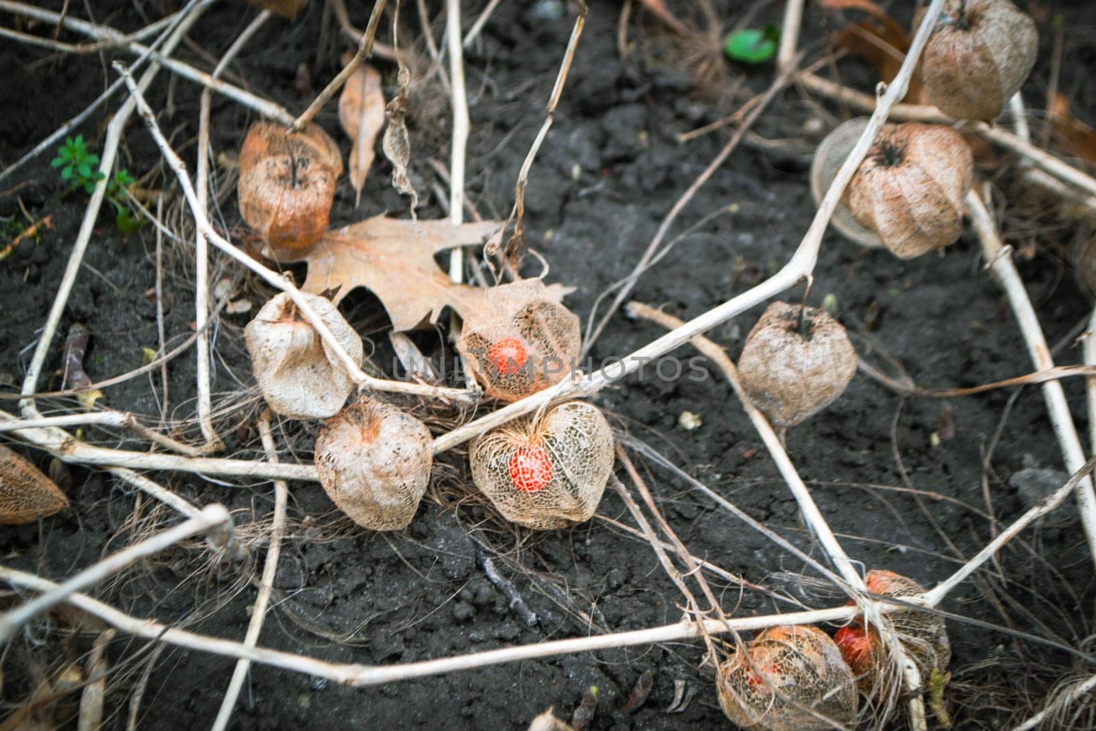 fall colors. dried Physalis physalis peruviana looks like a golden cage. High quality photo