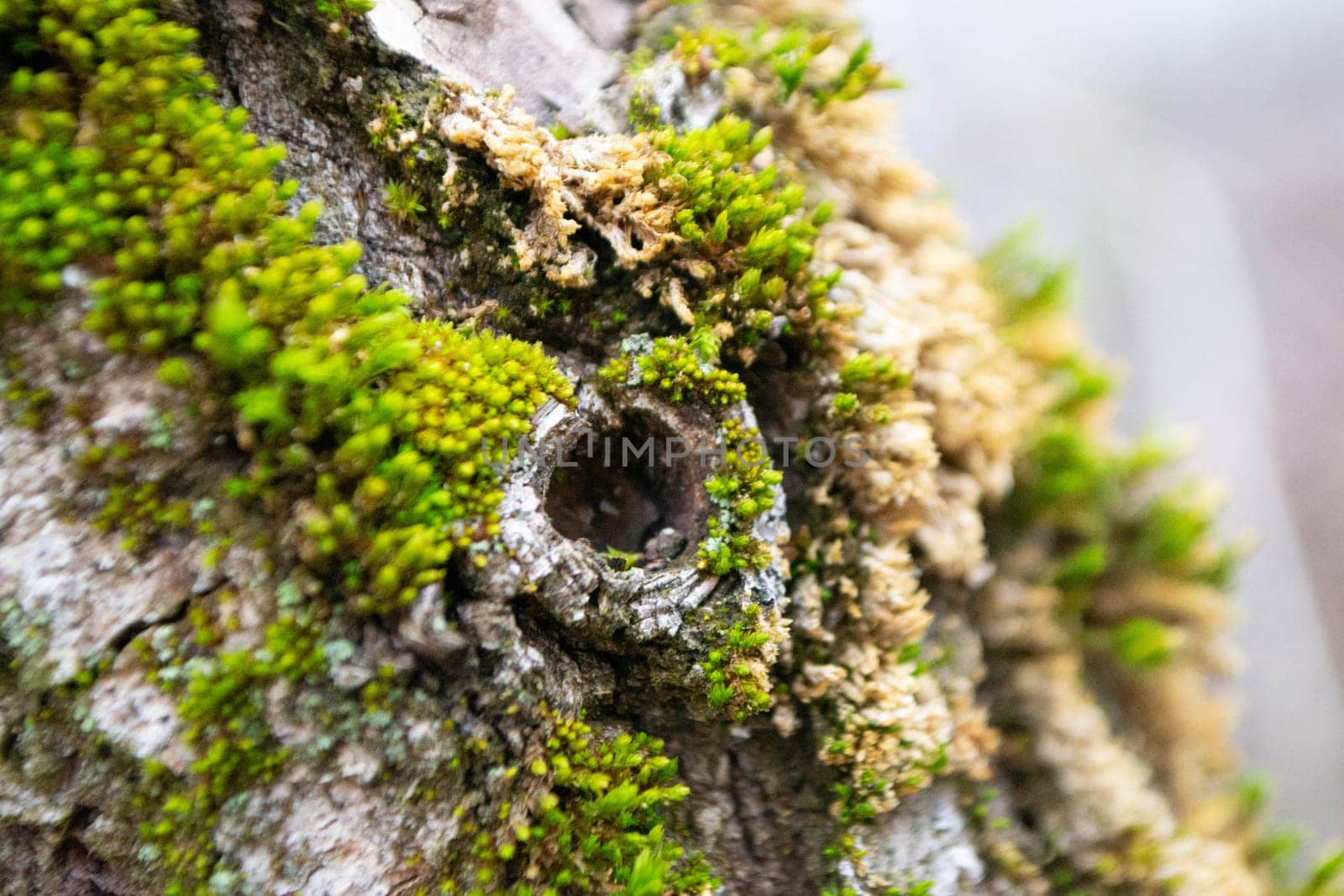 A tree trunk with moss on it and a sky background. High quality photo