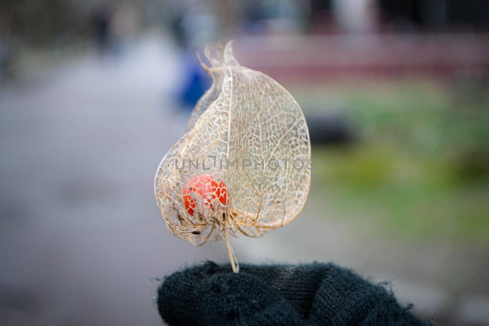 fall colors. dried Physalis physalis peruviana looks like a golden cage. High quality photo