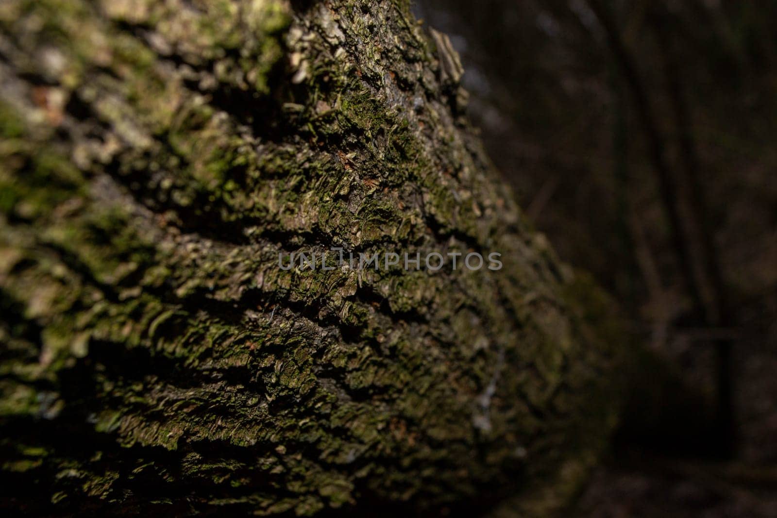 A tree trunk with green moss on it. High quality photo