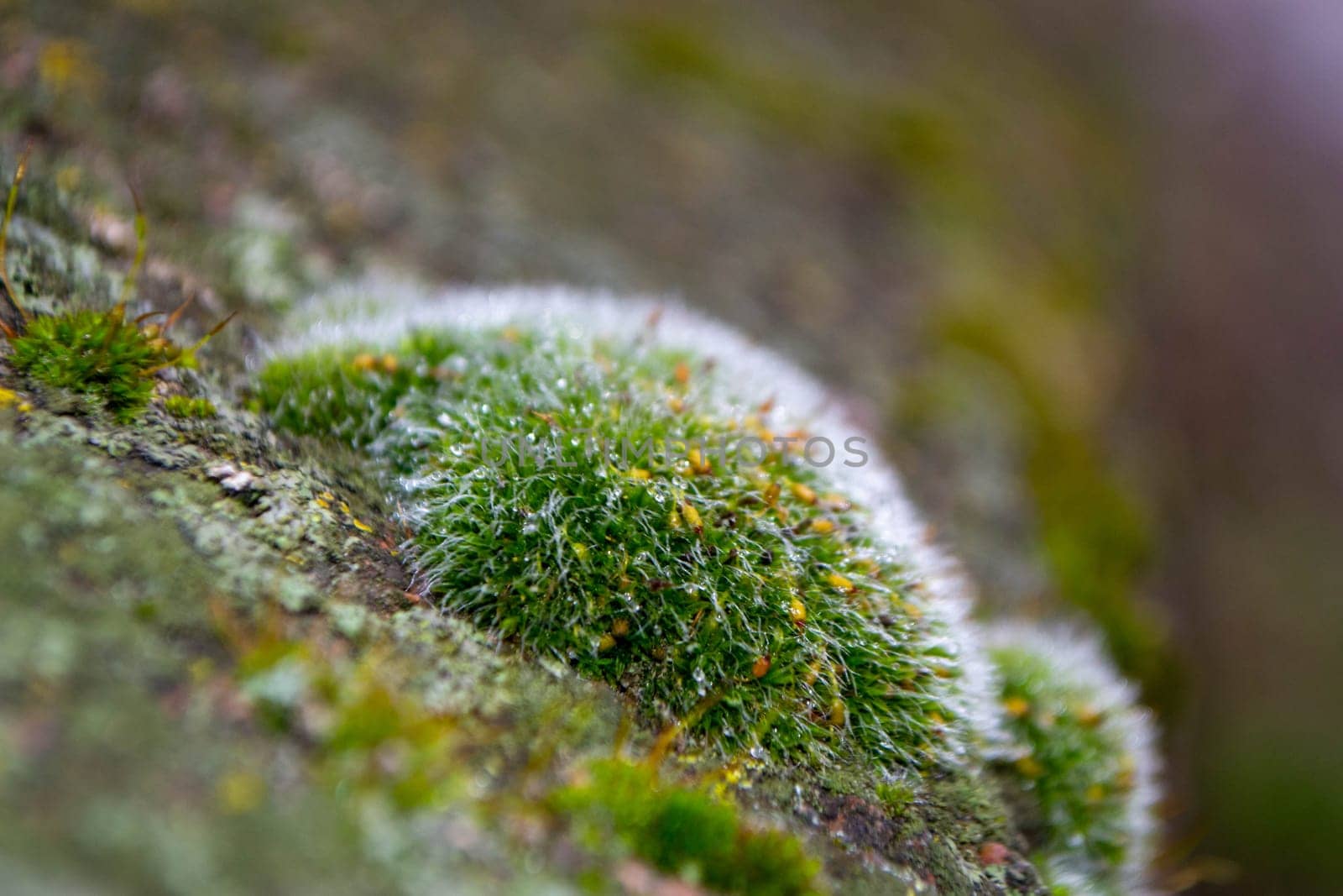 A tree trunk with moss on it and a sky background. High quality photo