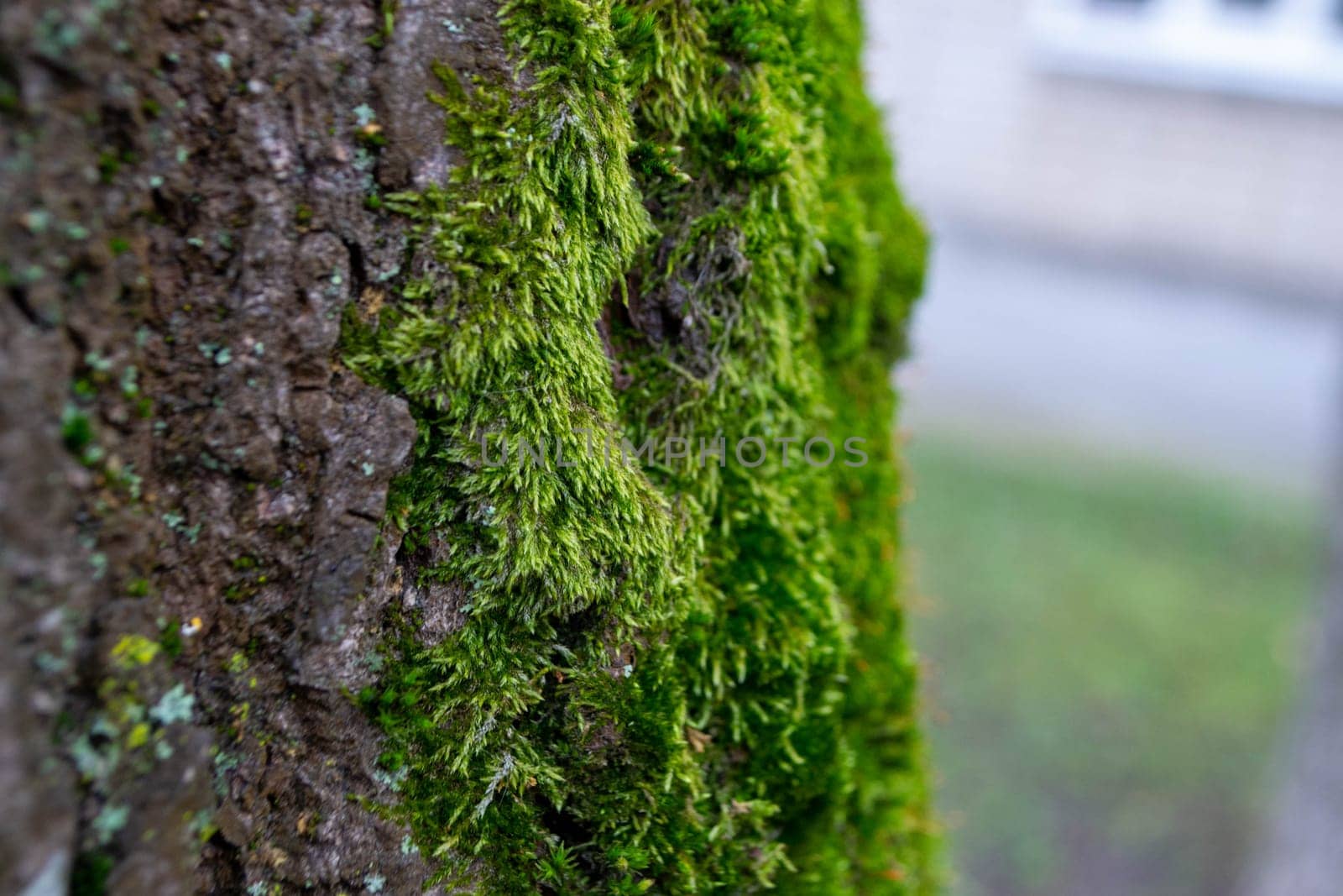 A tree trunk with moss on it and a sky background. High quality photo