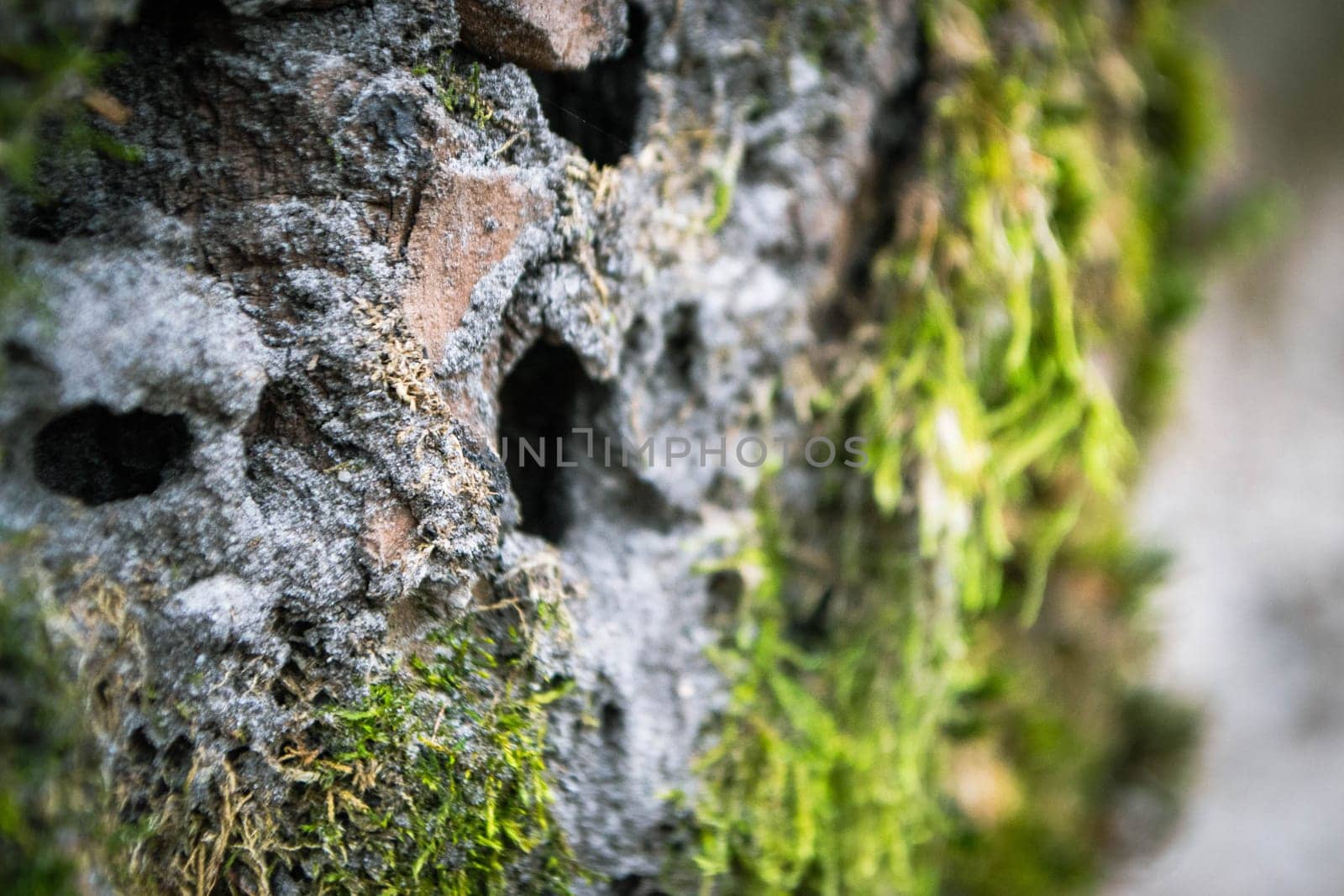 A tree trunk with moss on it and a sky background. High quality photo