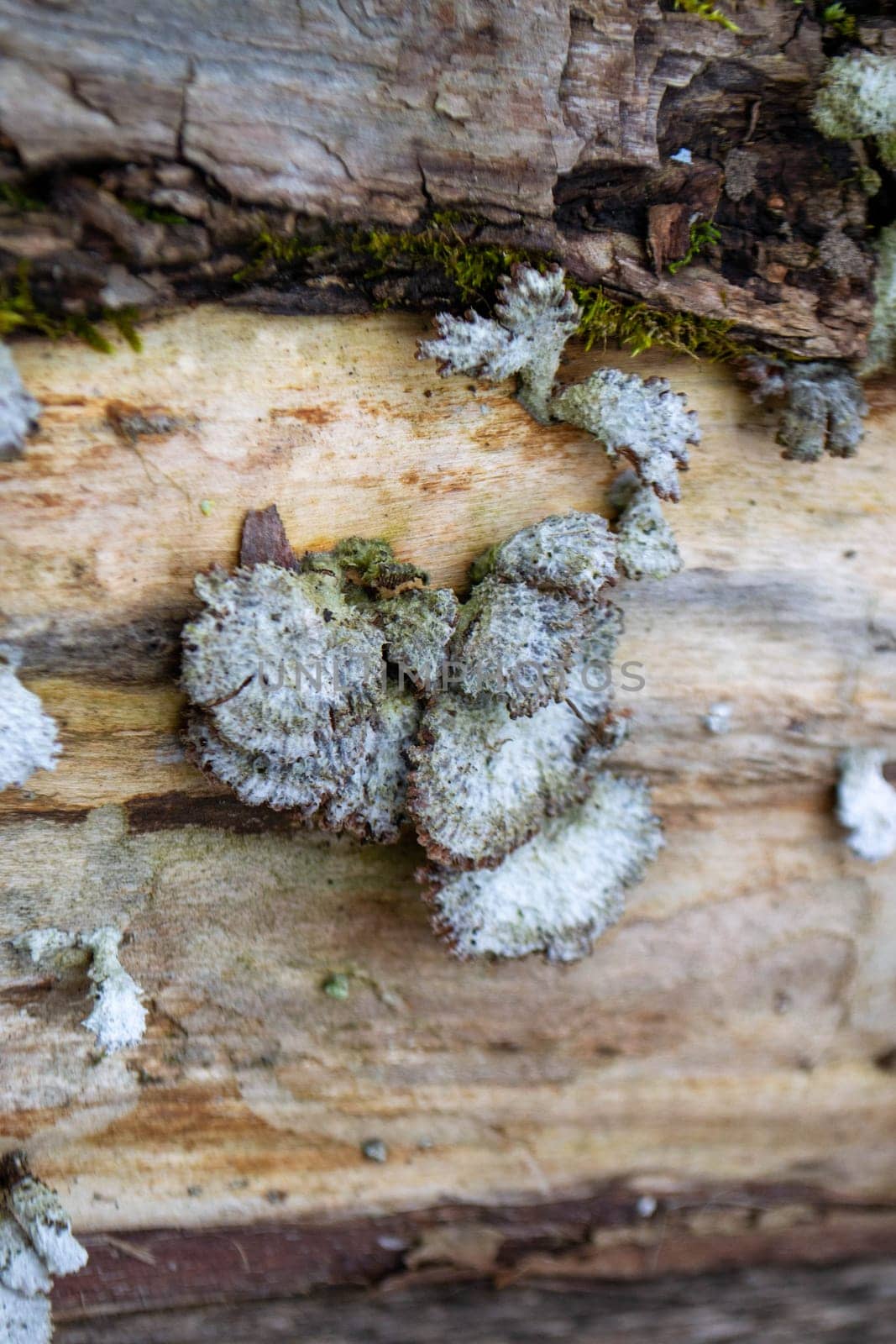 A mushroom sits on a log in the woods. by milastokerpro