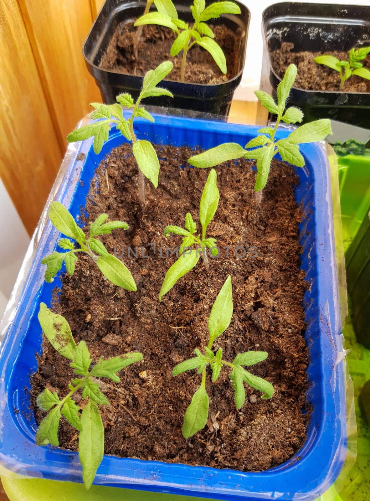 The concept of agriculture and farming. Top view of sprouted tomato seedlings in plastic containers. Growing vegetable seedlings for subsequent planting in open ground or greenhouses.