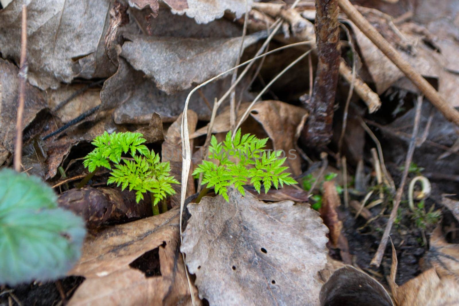 A close up of a plant with green leaves and the word fern on it. High quality photo