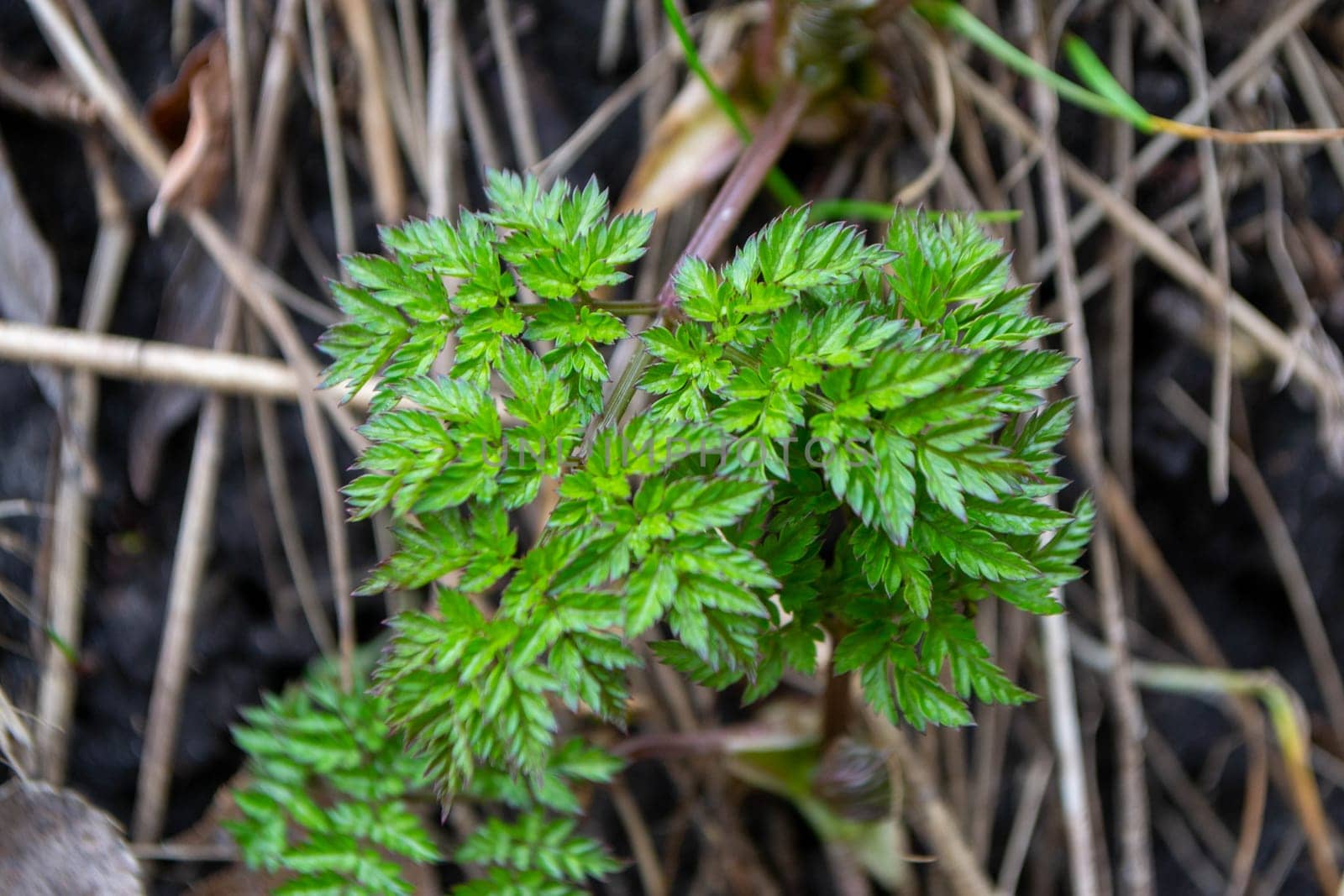 A close up of a plant with green leaves and the word fern on it. High quality photo