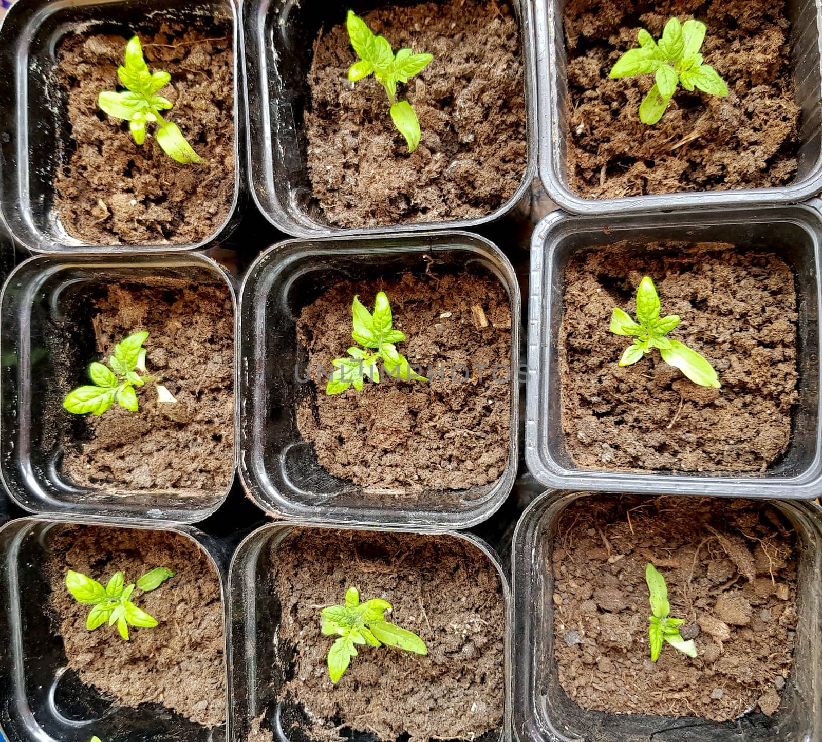 The concept of agriculture and farming. Top view of sprouted tomato seedlings in plastic containers. Growing vegetable seedlings for subsequent planting in open ground or greenhouses by claire_lucia