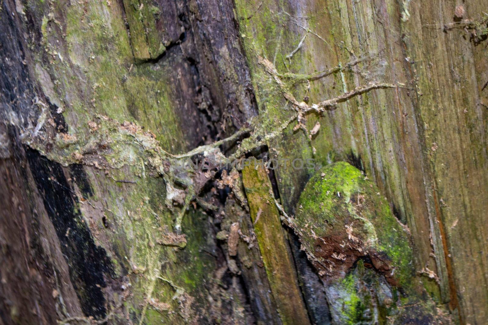 A tree trunk with green moss on it. High quality photo