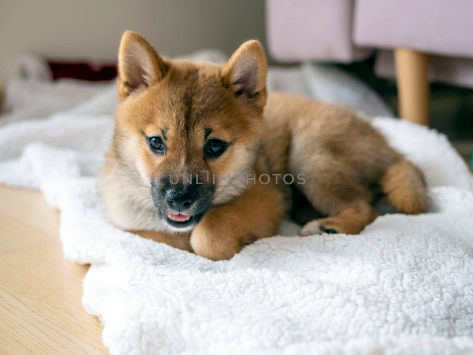 Portrait of cute Shiba Inu small dog, puppy, Close up. Dogecoin. Red-haired Japanese dog smile portrait. Illuminating color, cryptocurrency, electronic money. High quality photo