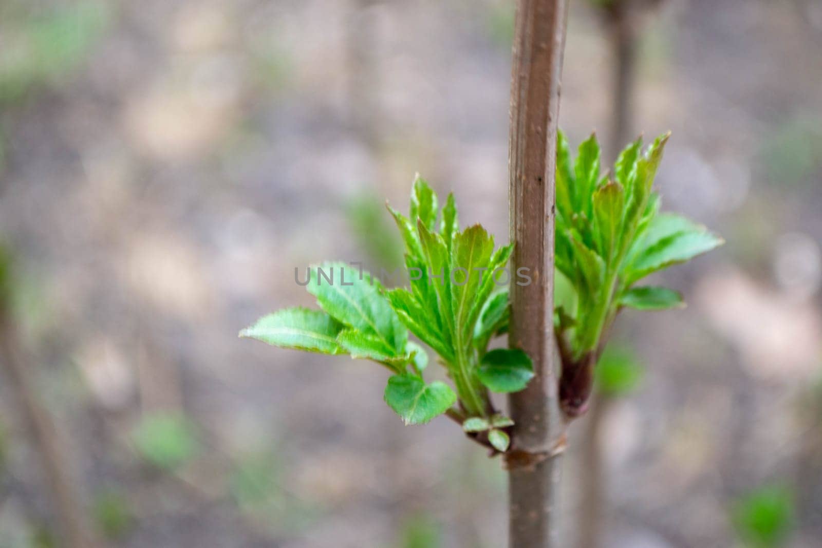 A tree branch with green leaves and the word maple on it. High quality photo