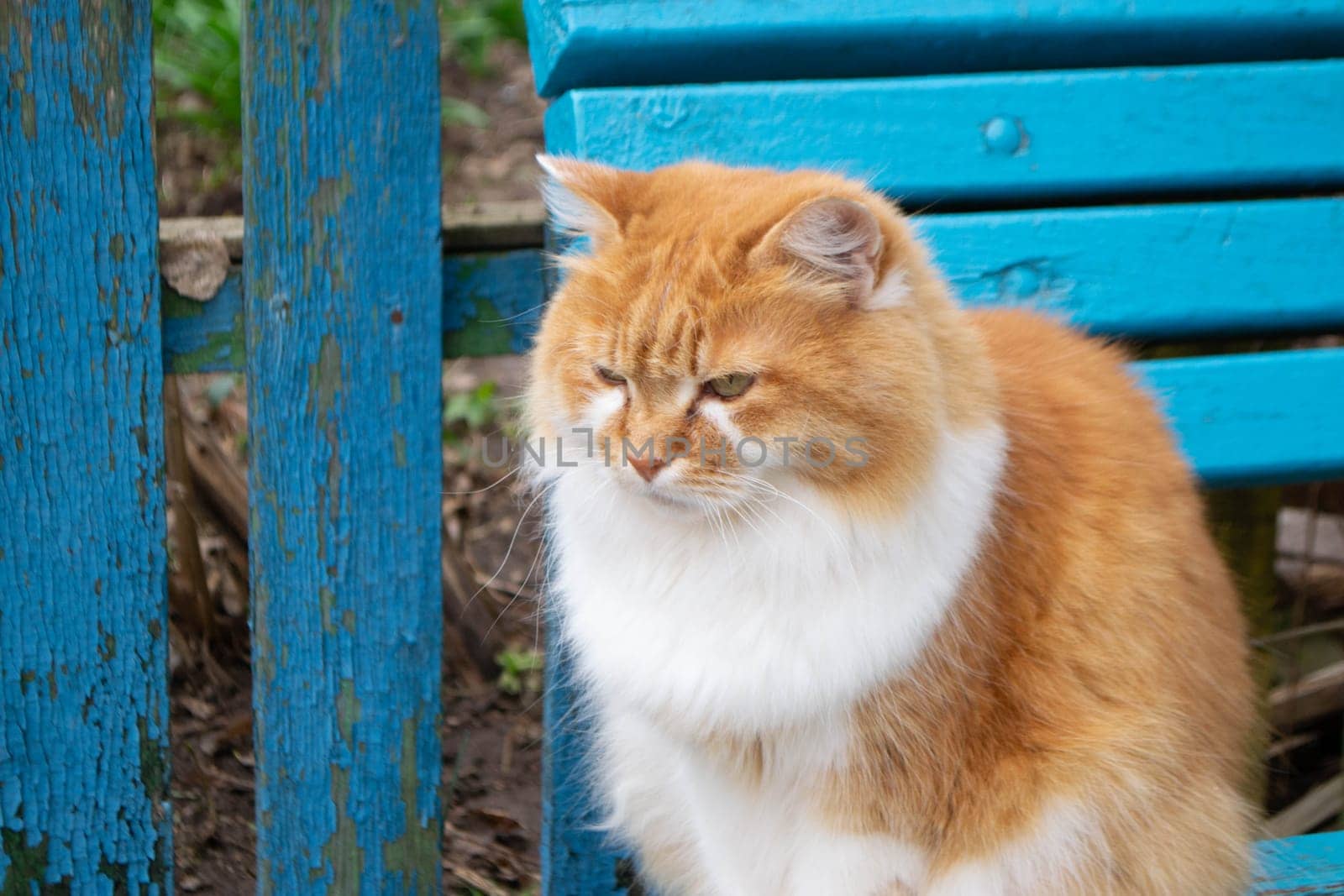 A red cat sits on a blue bench. High quality photo
