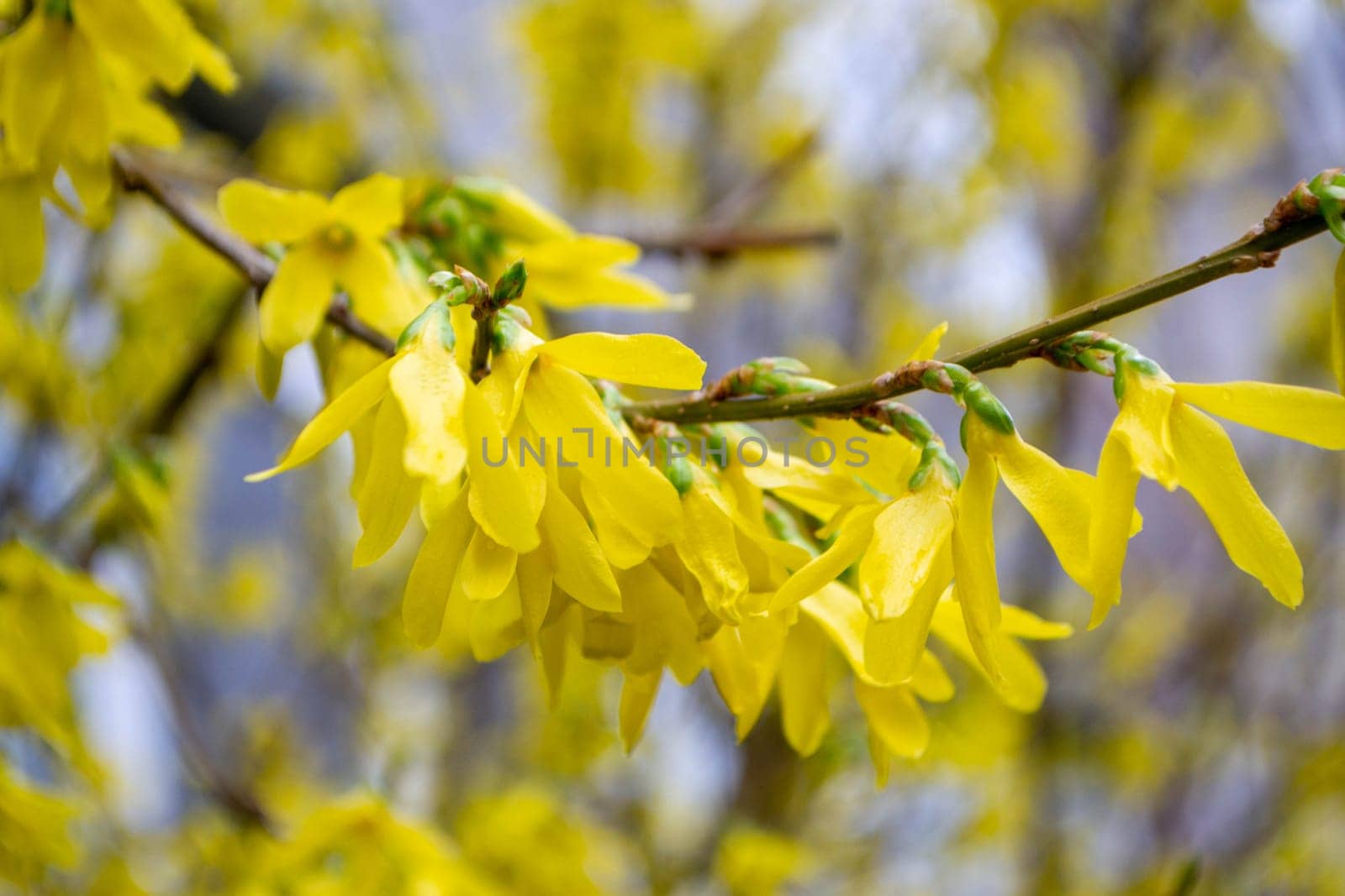 Fields planted with corn. green corn sprouts in a field at a ranch. A branch of a forsythia tree with yellow flowers. High quality photo
